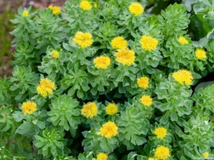 Różeniec górski właściwości